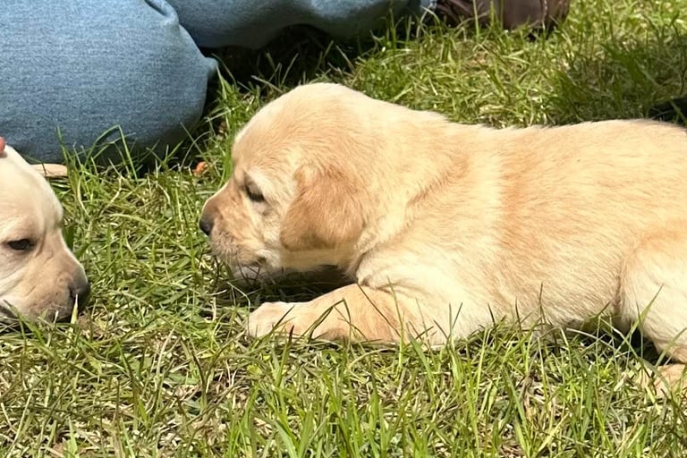 Two five week old lab puppies 2023