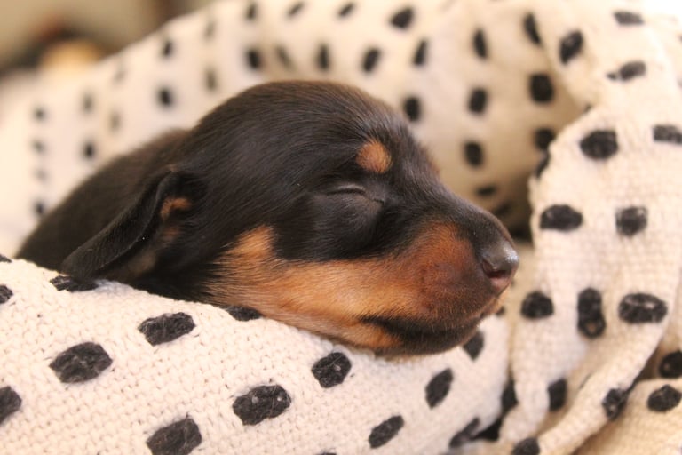 a puppy dog sleeping in a blanket on a blanket