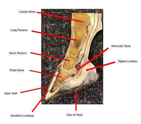 Courtesy British Horse Society