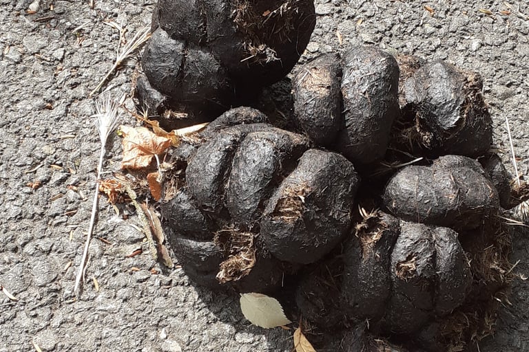 Pile in the Road, by G.G. Dunnit