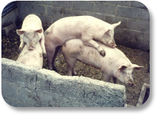 2 young boars could hear & smell the 2 young ladies next door, so they leapt the wall & had some fun