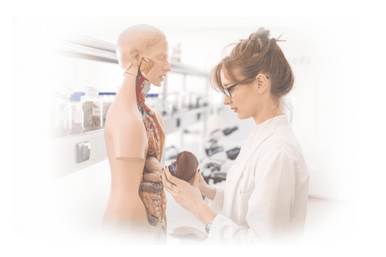 Ultrasound student in lab coat examining an anatomic model.