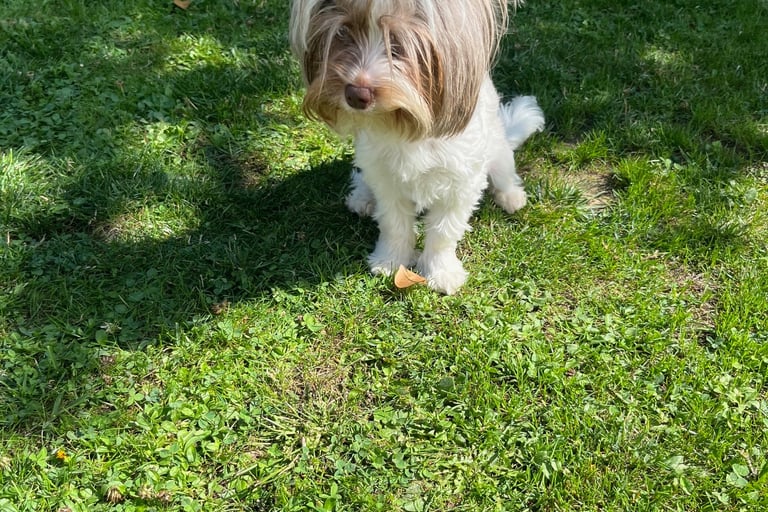 YORSHIRE BLUE BERRY DIAMOND