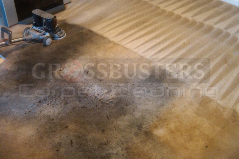 How we clean the dirtiest carpet in Olympia