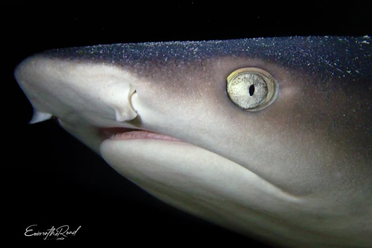 Majestic white tip reef shark swimming in the waters around Gili Trawangan, a highlight for divers.