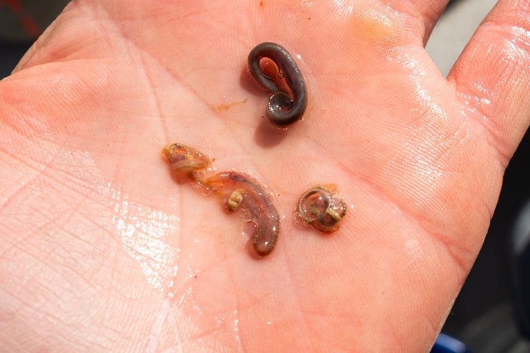 February Fishing Reports, What the Fish are Eating?