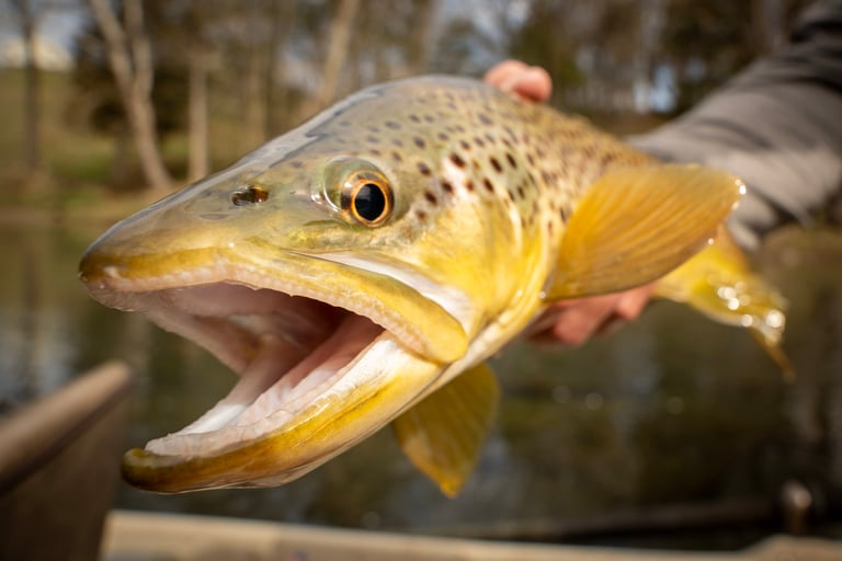 spring brown trout on the South Holston River