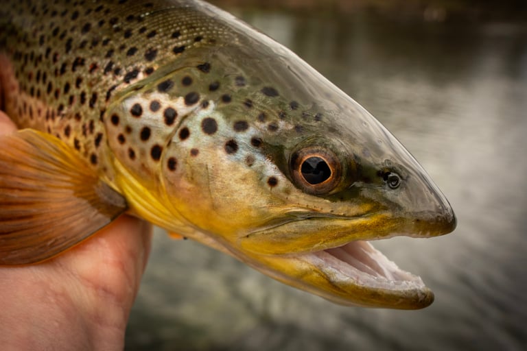 Watauga river spring fly fishing