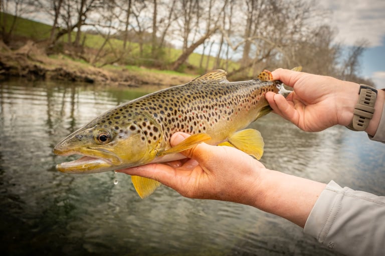wild brown trout on the South Holston River