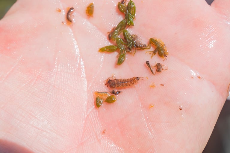 Scuds, Sowbugs, and Midges. South Holston River Stomach Sample