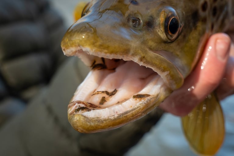 South Holston River in February Fishing Report. What the browns are eating.