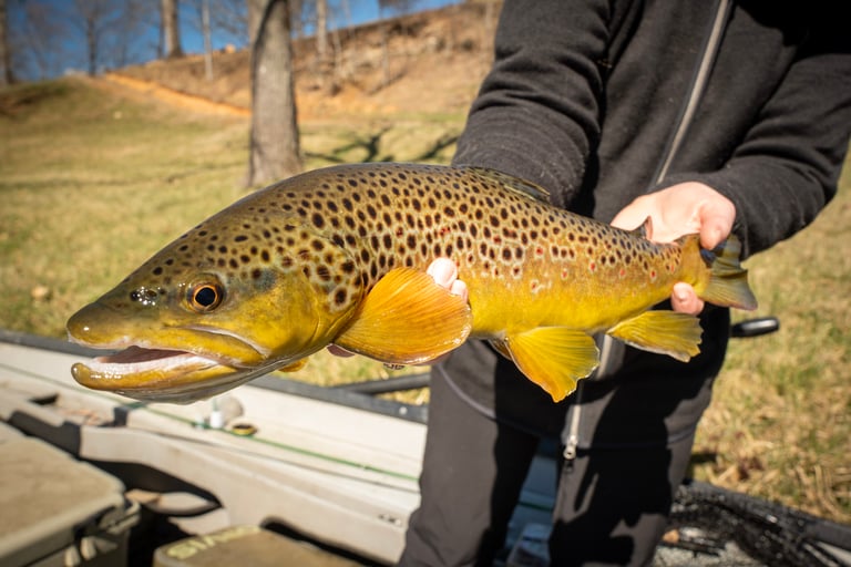February Fly Fishing South Holston in Tennessee 