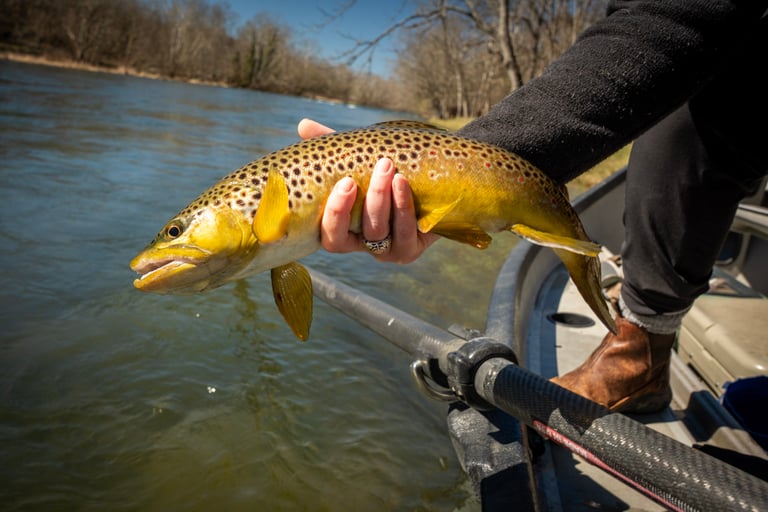 Catch and Release: South Holston River