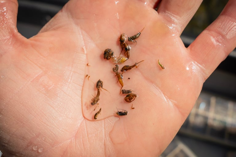 June Hatch Chart: South Holston and Watauga River, Sulfur nymphs