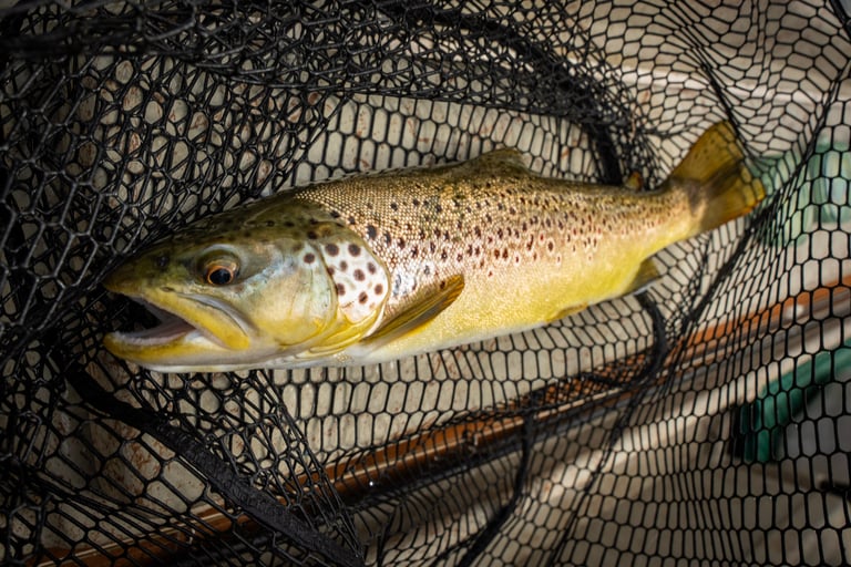 brown trout fly fishing Watauga river TN