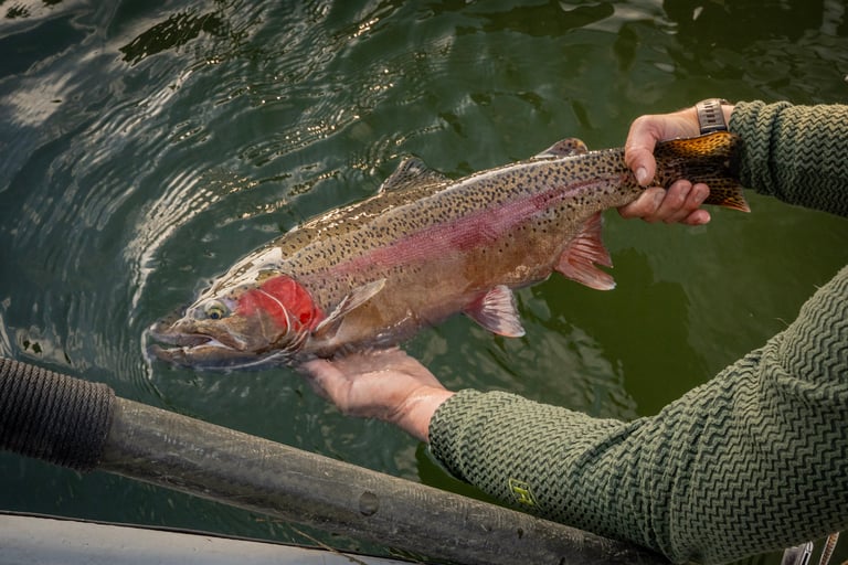 East Tennessee Rainbow Trout