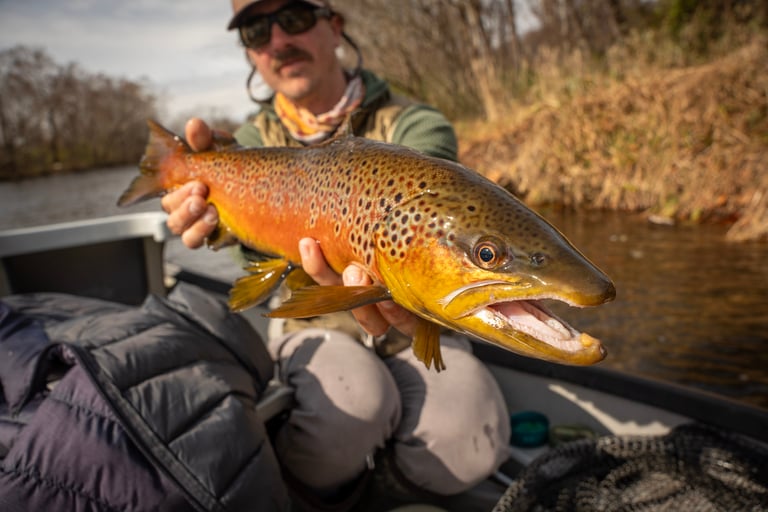 Brown trout with fall colors