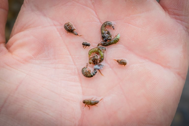 Stomach Sample from a Watauga River Rainbow Trout