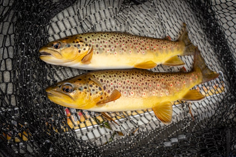 Wild brown trout on the Watauga River