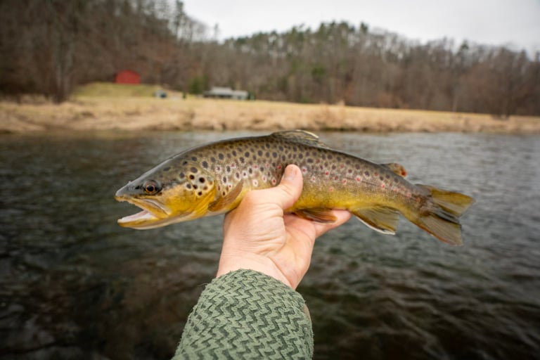 South Holston River Fly Fishing in March 2026