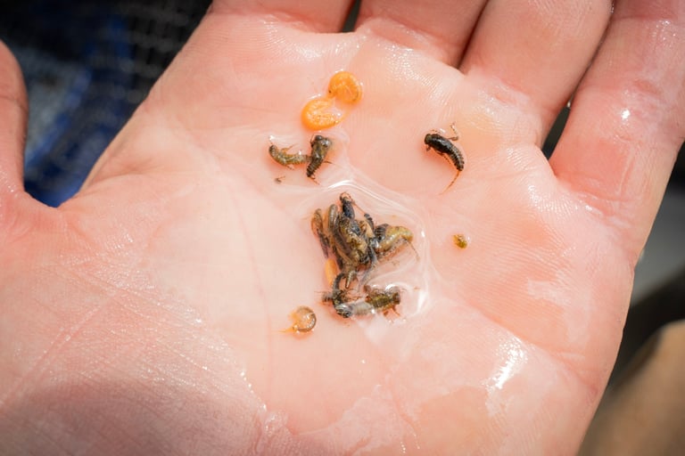 South Holston River stomach sample