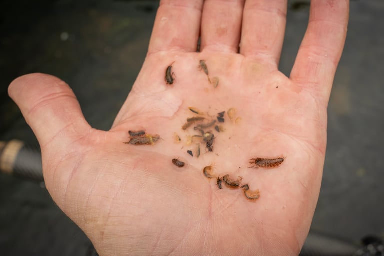 Stomach Sample, Scuds, Sulfur nymphs, and Sow Bugs