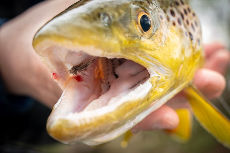 Black Caddis Hatch on the Watauga river