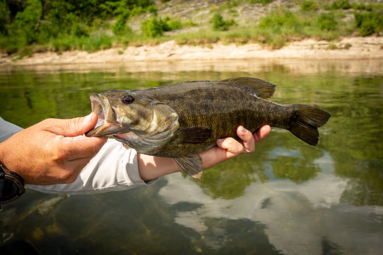 Holston River Small Mouth Fishing in Tennessee