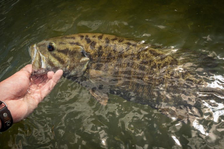 Big Tennessee Small Mouth Bass