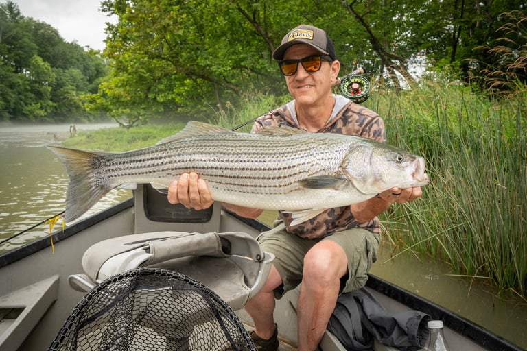 Check out this big striper Eric caught on a trip with the South Holston Angler