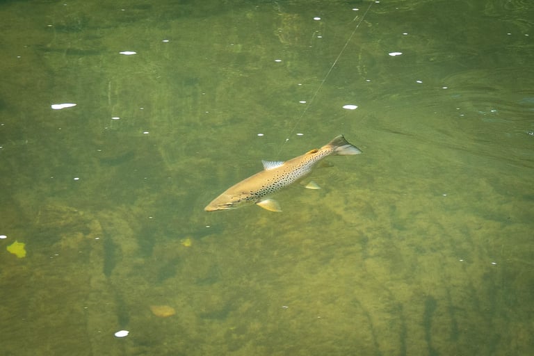 Light tippet plus small flies equals big browns on the South Holston!