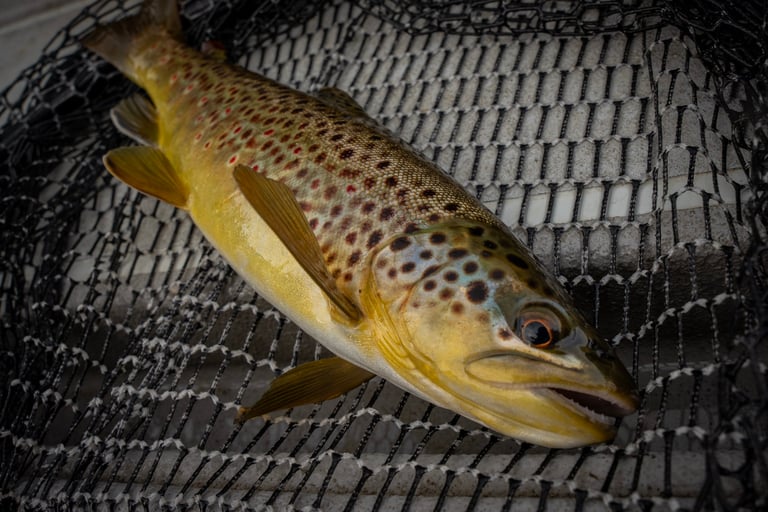 South Holston River Brown Trout