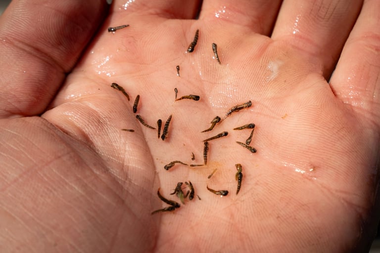 Midges are a part of every trouts diet on the South Holston and Watauga River