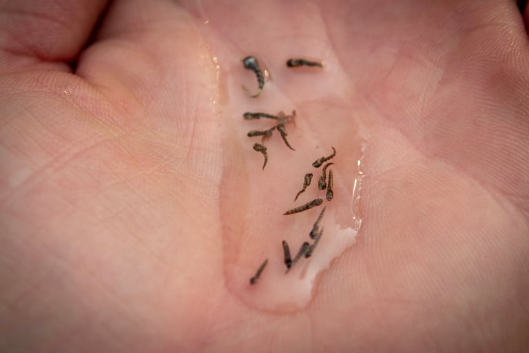 Midges on the South Holston River.