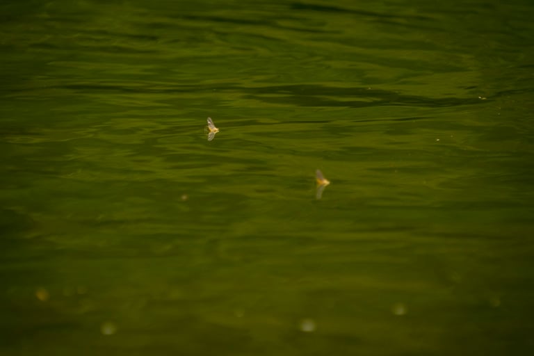 July Sulfurs on the South Holston River