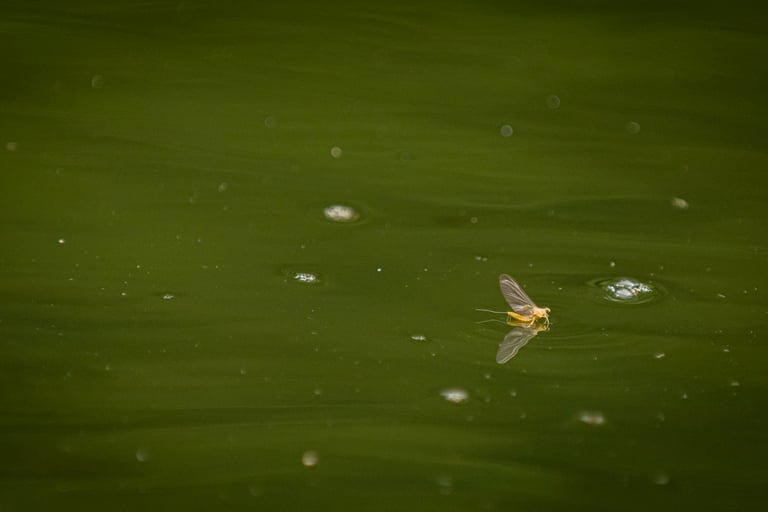 The Suphur mayfly on the South Holston River.