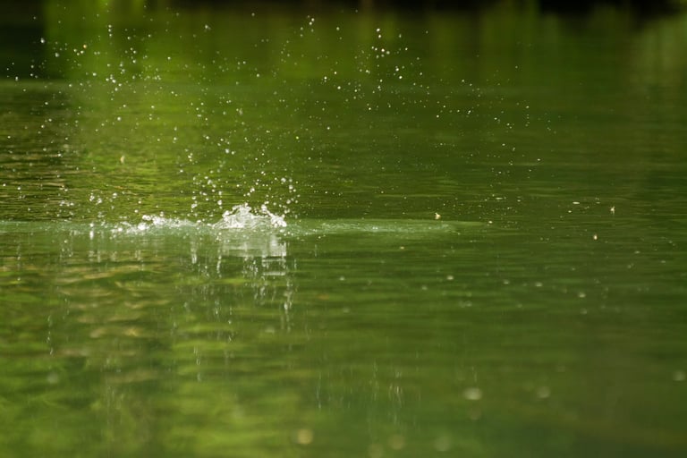 Brown trout crushing dry flies on the South Holston
