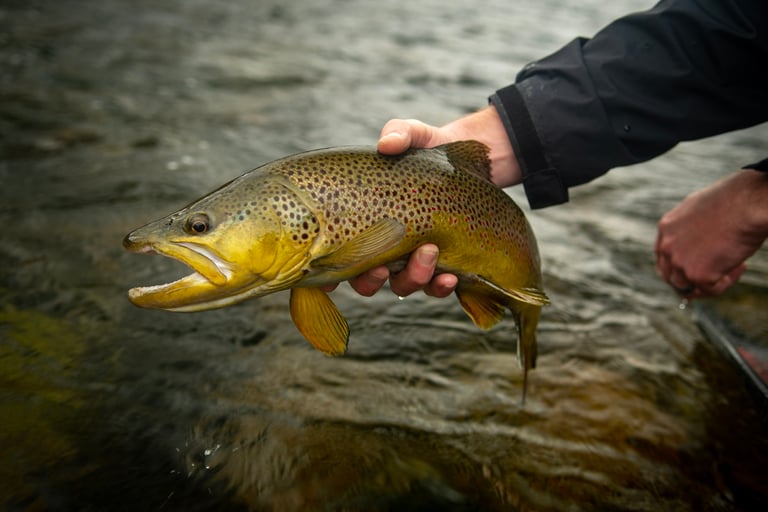Watauga River Brown Trout