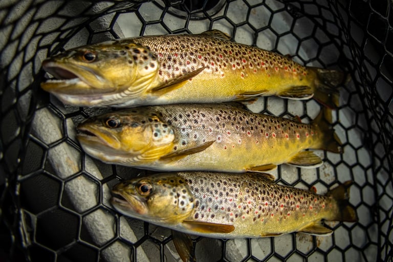 The South Holston River is full of wild brown trout.