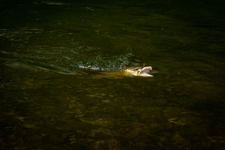 Brown Trout Rising to Caddis Dries 