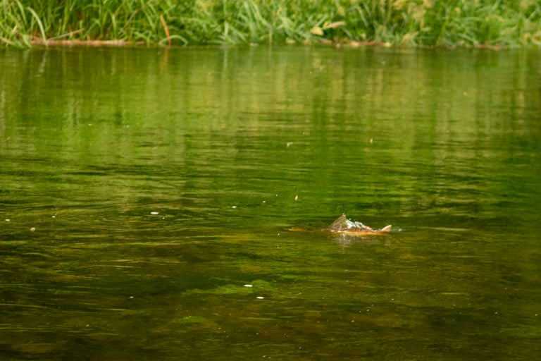 Brown trout rising to sulfur's on the South Holston River.