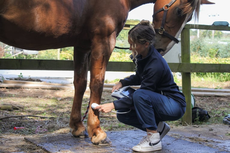 equine ultrasound treatment horse massage therapy and physiotherapy