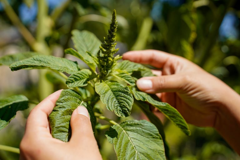 Iveth holding a white amaranth plant