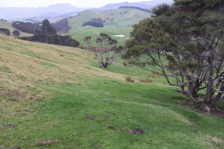 kānuka trees in a silvopasture system demonstrating the difference in grass growth