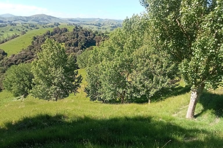 kānuka and poplar silvopastoral system.