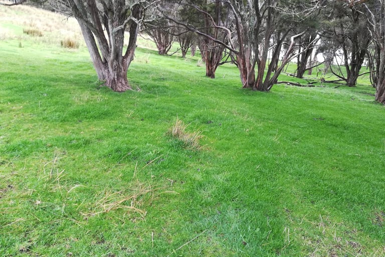 Silvopasture system without rush grass under the trees