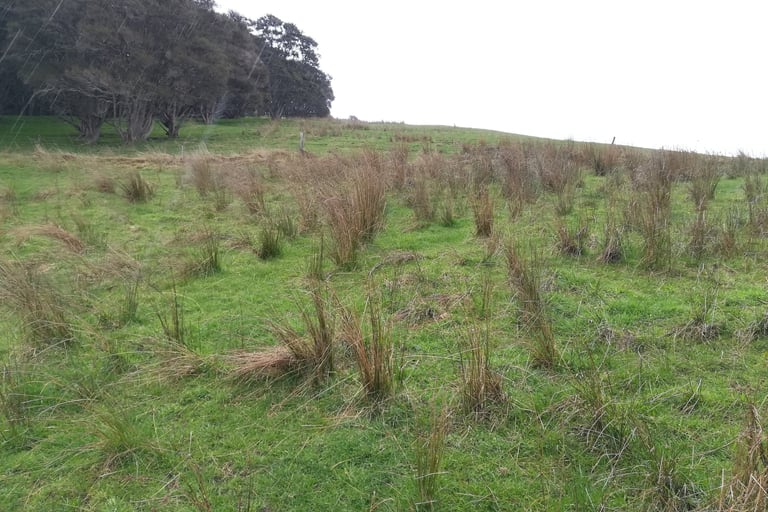Rush grass in a open pasture system with no trees