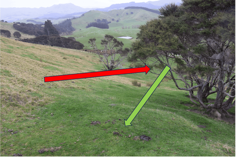 Using kānuka trees in a silvopastoral system to shade livestock and balance nutrients 