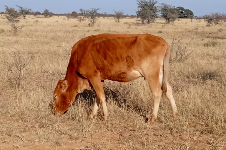 calf eating grass