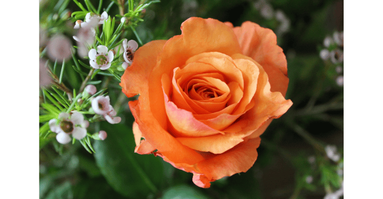 Vibrant orange rose in bloom 